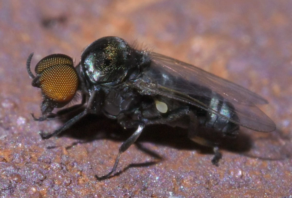 Meszka z rodzaju Simulium