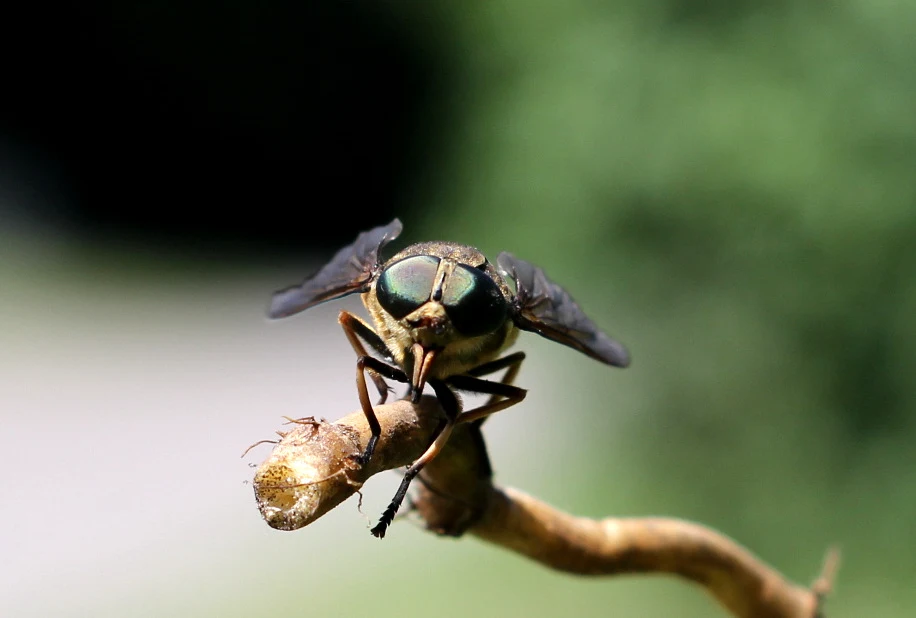 Spojrzenie wielkich oczu gza bydlęcego dużego