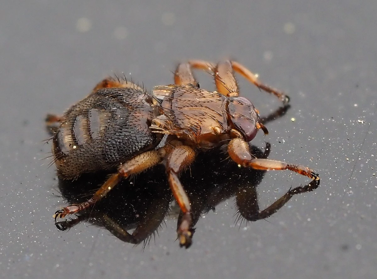 Strzyżak, zwany latającymi kleszczami