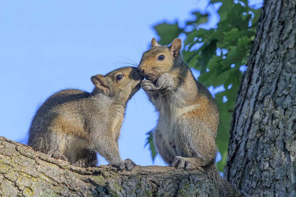 Wiewiórki szare są pospolitym widokiem w amerykańskich miastach