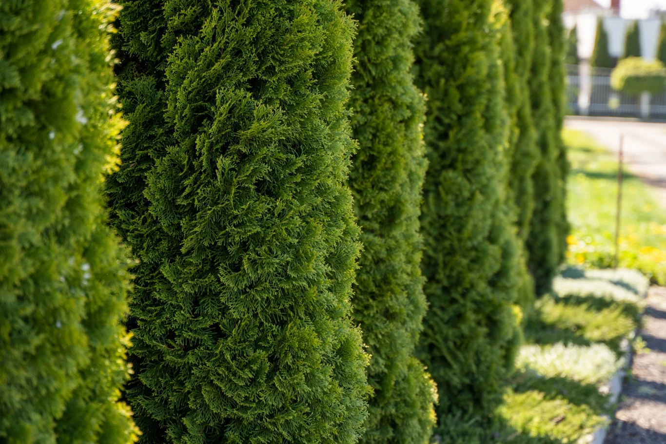 Tuje najlepiej sadzić około 1 metr od ogrodzenia