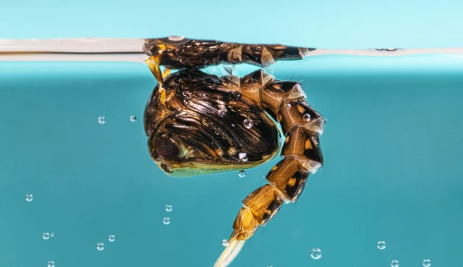 Poczwarka komara tygrysiego (Aedes albopictus) w stojącej wodzie