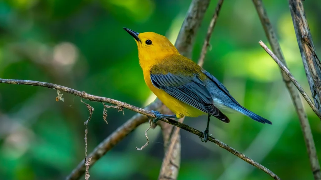 Naukowcy ujawniają tajemnice migrujących ptaków. Czym są niszowe strategie śledzenia?