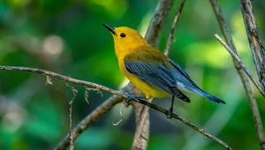W jaki sposób migrujące ptaki śledzą idealne dla siebie warunki pogodowe w ciągu roku?