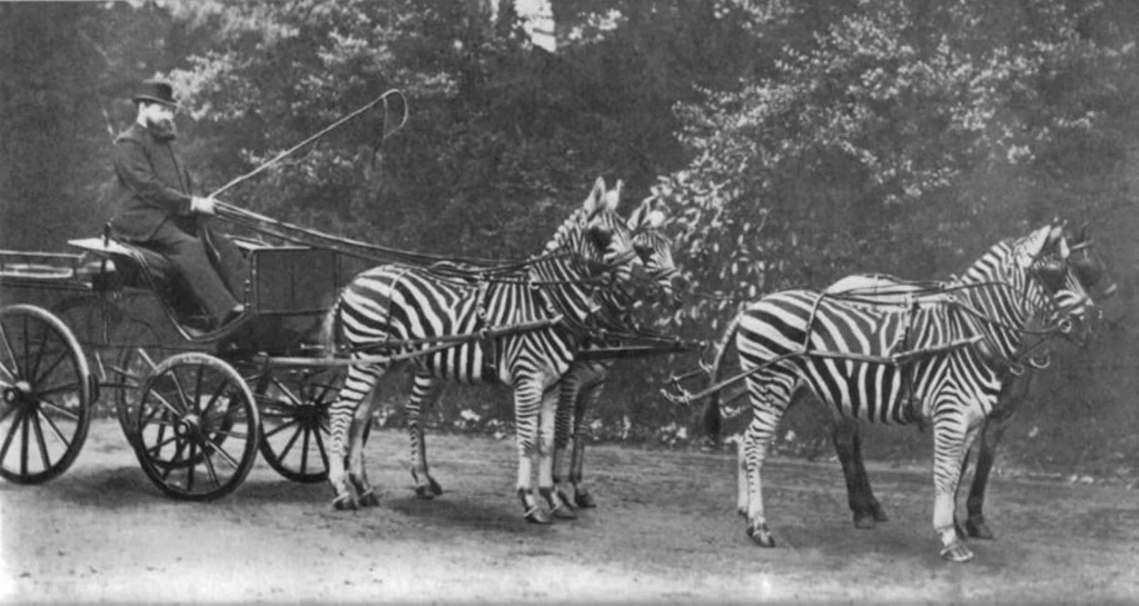 Powóz Waltera Rothschilda zaprzężony w zebry. Zdjęcie z The Picture Magazine z 1902 roku