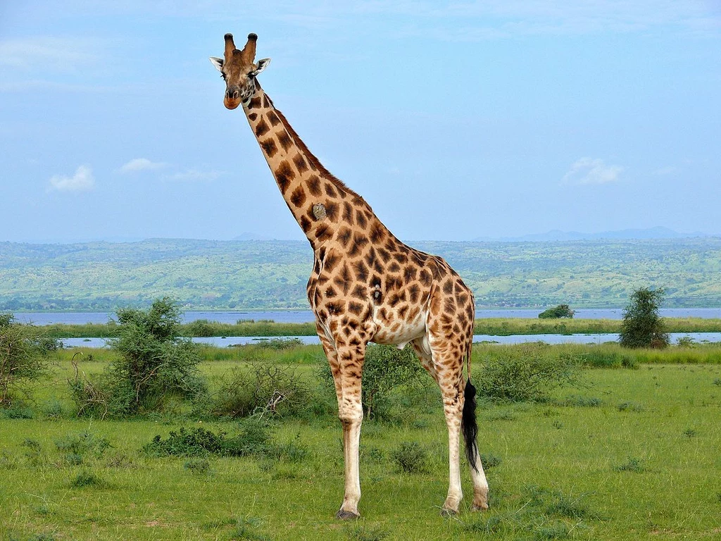 Żyrafa Rothschilda sfotografowana w Ugandzie