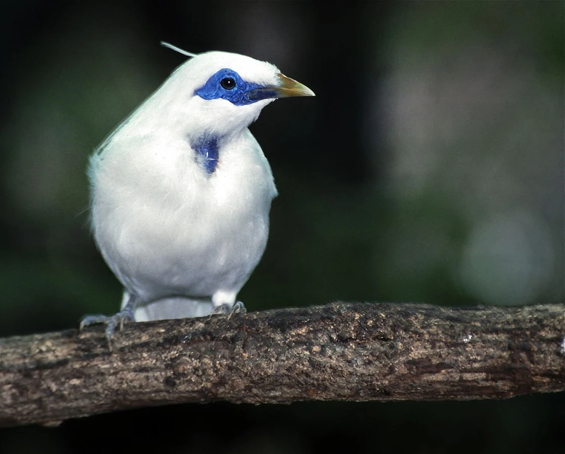 Szpak balijski nazwany na cześć Waltera Rothschilda