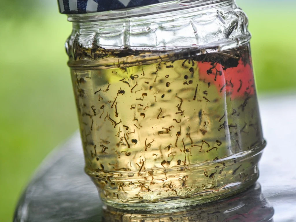 Szklanka wypełniona larwami komara z gatunku Aedes vexans, które zostały złowione w stawie w miejskim lesie we Frankfurcie nad Odrą przez Doreen Werner, biologa z Centrum Badań Krajobrazu Rolniczego Leibniza (ZALF). W teście przeprowadzonym przez biolożkę po jednej minucie na jej ramieniu naliczono około 60 komarów (20 lipca 2020 r.) Szklanka wypełniona larwami komara z gatunku Aedes vexans, które zostały złowione w stawie w miejskim lesie we Frankfurcie nad Odrą przez Doreen Werner, biologa z Centrum Badań Krajobrazu Rolniczego Leibniza (ZALF). W teście przeprowadzonym przez biolożkę po jednej minucie na jej ramieniu naliczono około 60 komarów (20 lipca 2020 r.)