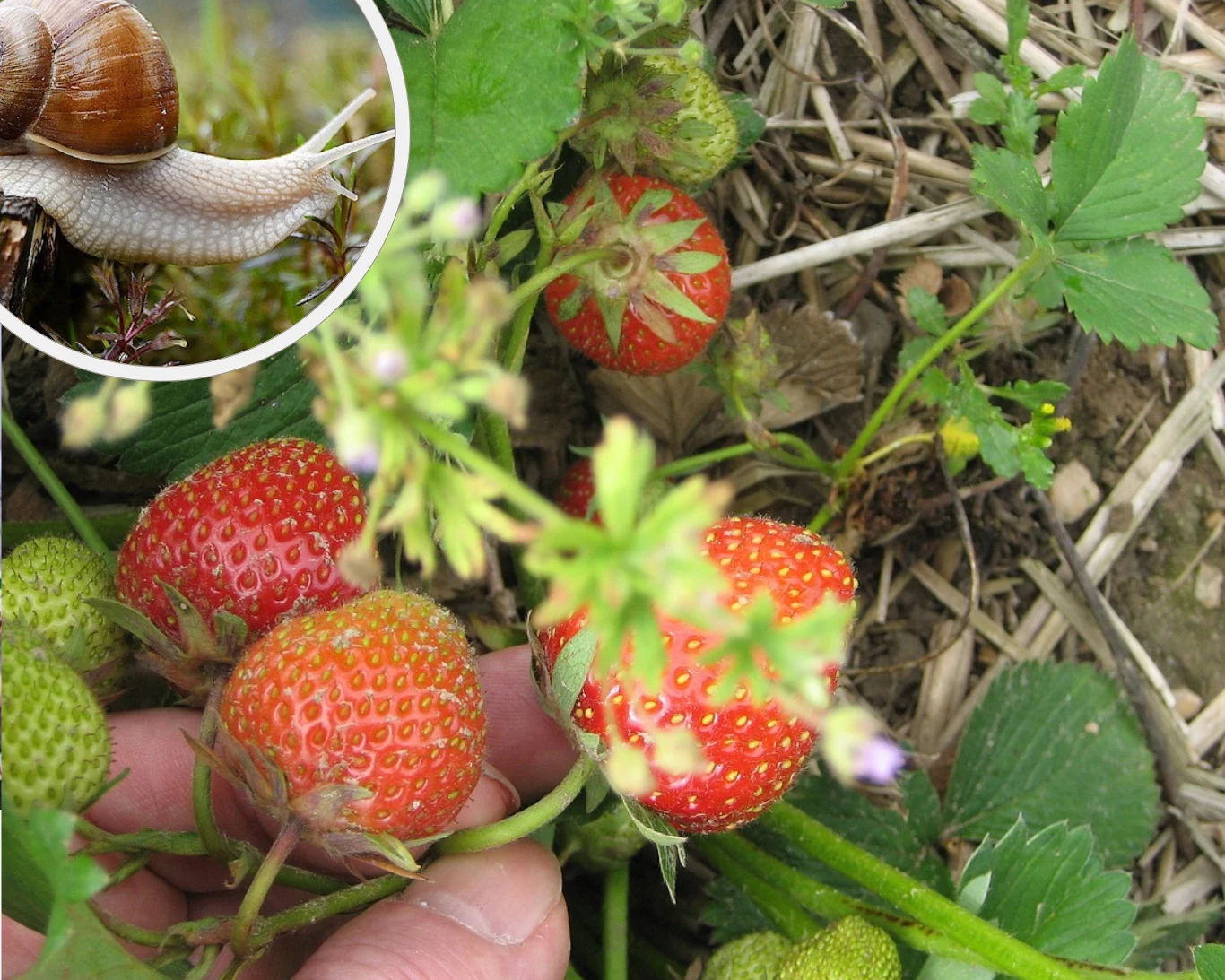 Co zrobić, kiedy ślimaki opanowały ogród i niszczą truskawki?