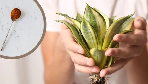 Kilka tanich produktów wystarczy, by uratować twoje rośliny. Tak przygotujesz domowy ukorzeniacz