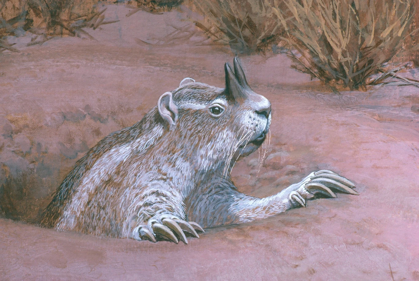 Ceratogaulus - wymarły gryzoń z Ameryki Północnej Ceratogaulus - wymarły gryzoń z Ameryki Północnej