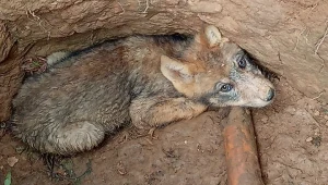 Wilczek wpadł do głębokiego dołu. Dzięki interwencji dzieci, leśnicy mogli uwolnić zwierzę
