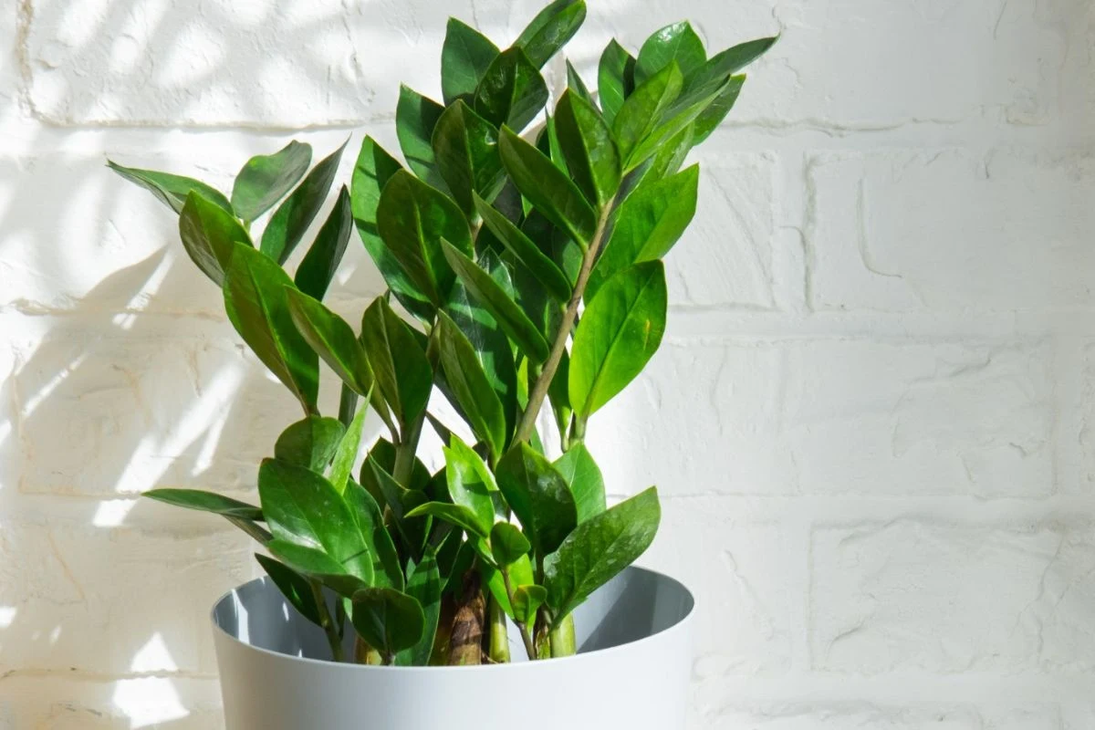 Czemu zamiokulkas żółknie? Tych błędów należy unikać Czemu zamiokulkas żółknie? Tych błędów należy unikać