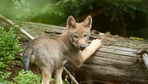 Mazury. Dzieci podczas zabawy znalazły uwięzionego wilczka