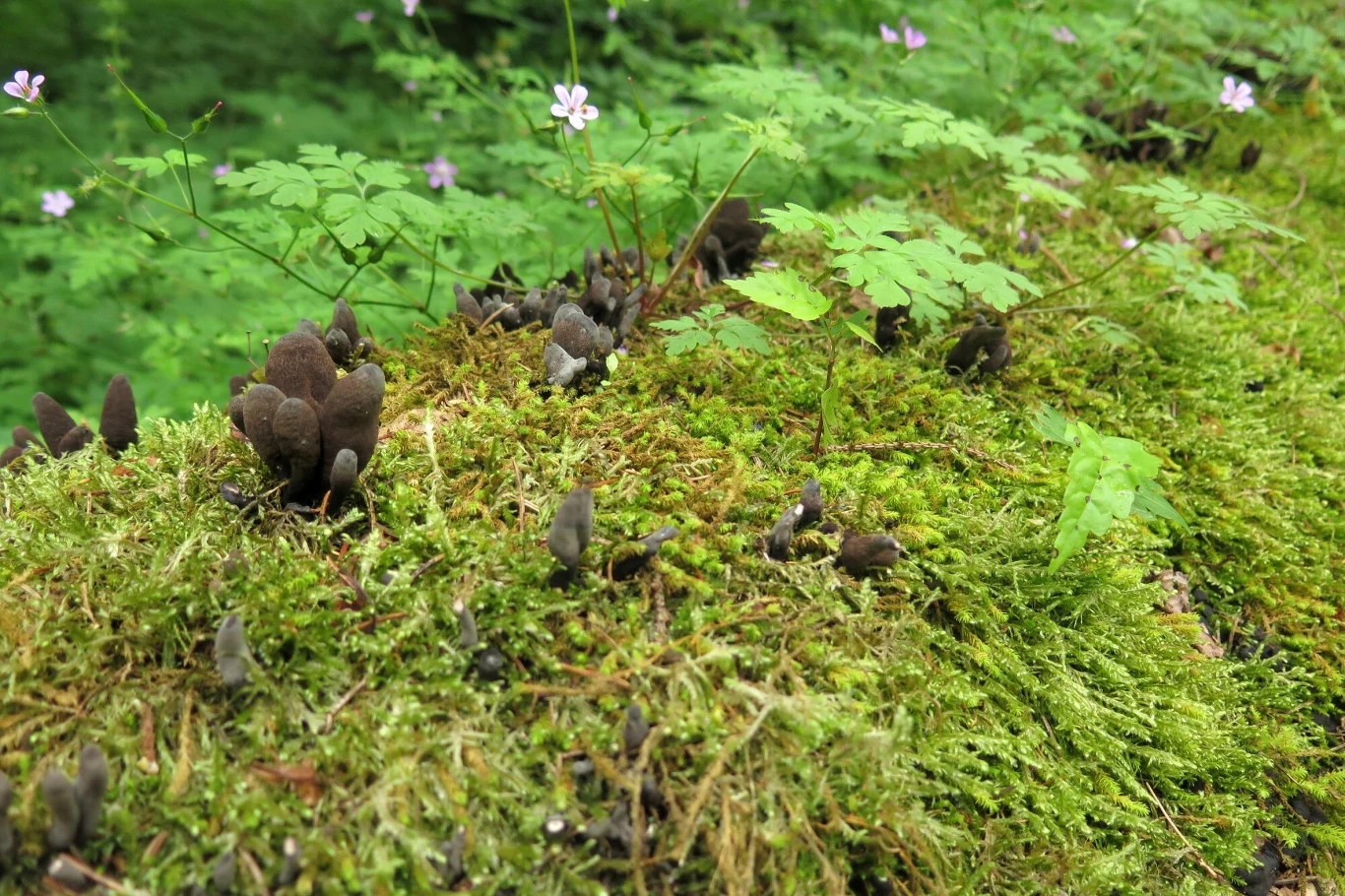 Jak wygląda grzyb palce umarlaka? „Groza w środku lasu”