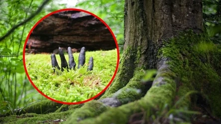 Wyrastają z ziemi i straszą grzybiarzy. Co to są palce umarlaka?