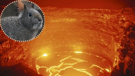 Zwierzęta, które żyją w wulkanach i w ich bliskich sąsiedztwie to m.in. króliczak wulkaniczny