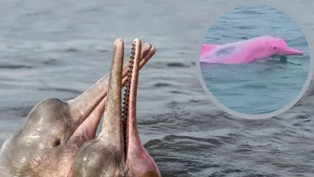 Twitter/@buitengebieden  Pinky skradła serce internautów