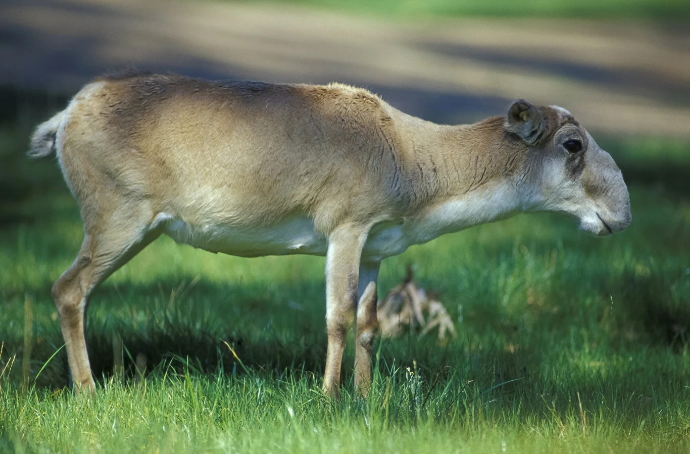 Suhak stepowy niemal wyginął na przełomie XIX i XX w. Suhak stepowy niemal wyginął na przełomie XIX i XX w.
