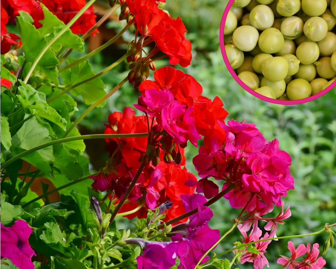 Jak dbać o pelargonie latem? Domowa odżywka pomoże roślinom przetrwać upały Jak dbać o pelargonie latem? Domowa odżywka pomoże roślinom przetrwać upały