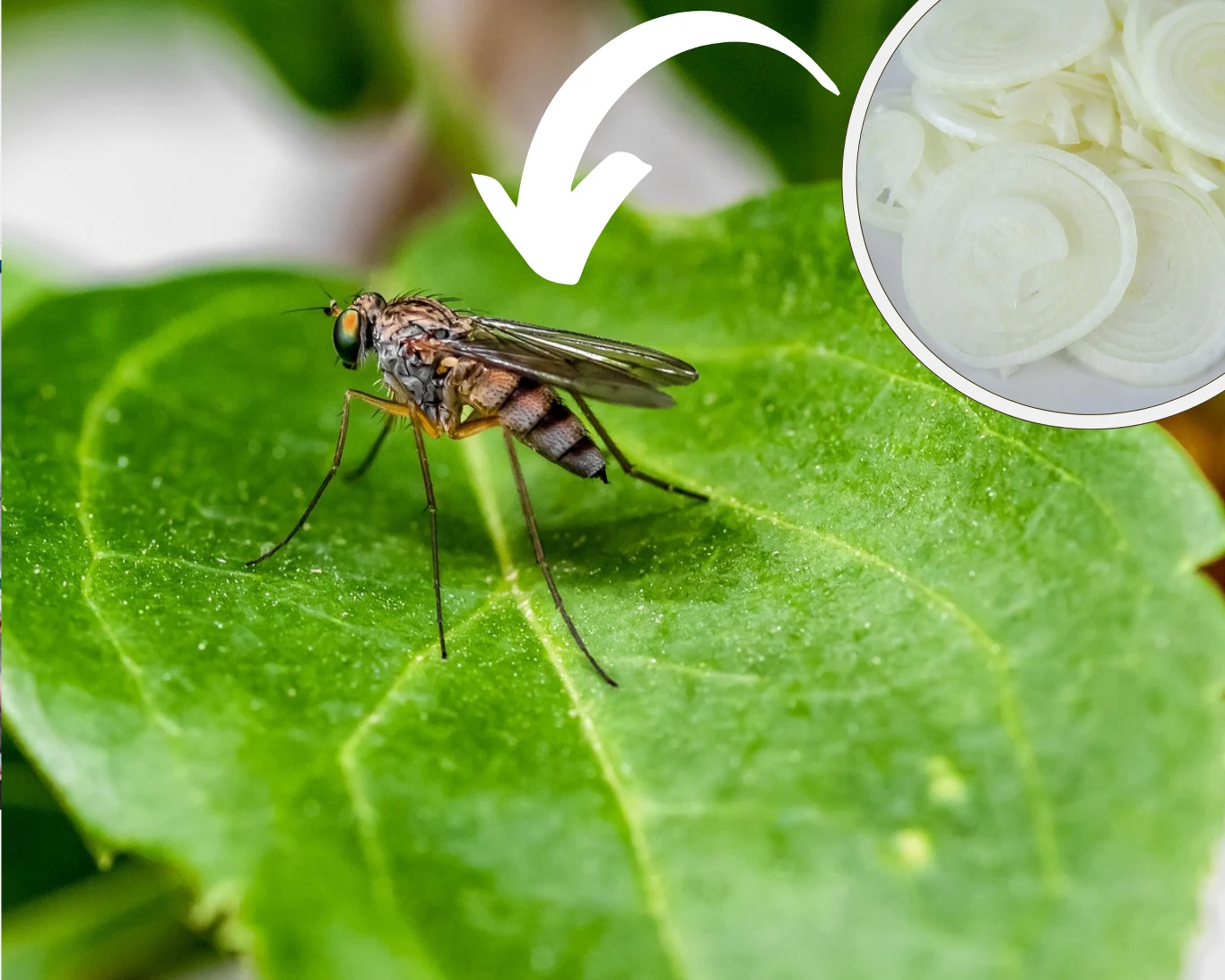 Zapach cebuli skutecznie odstraszy komary, które nie lubią intensywnych aromatów