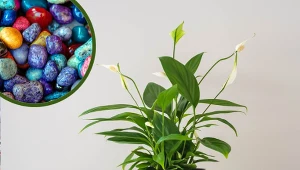 Prosty sposób, który pomoże ci w uprawie tropikalnych roślin. Wystarczy kilka kamyków