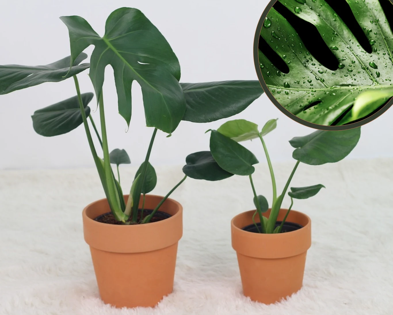 Mokre liście u monstery to znak, że z rośliną dzieje się coś złego