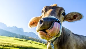 Spocone krowy. Naukowcy chcą przystosować zwierzęta do zmian klimatu