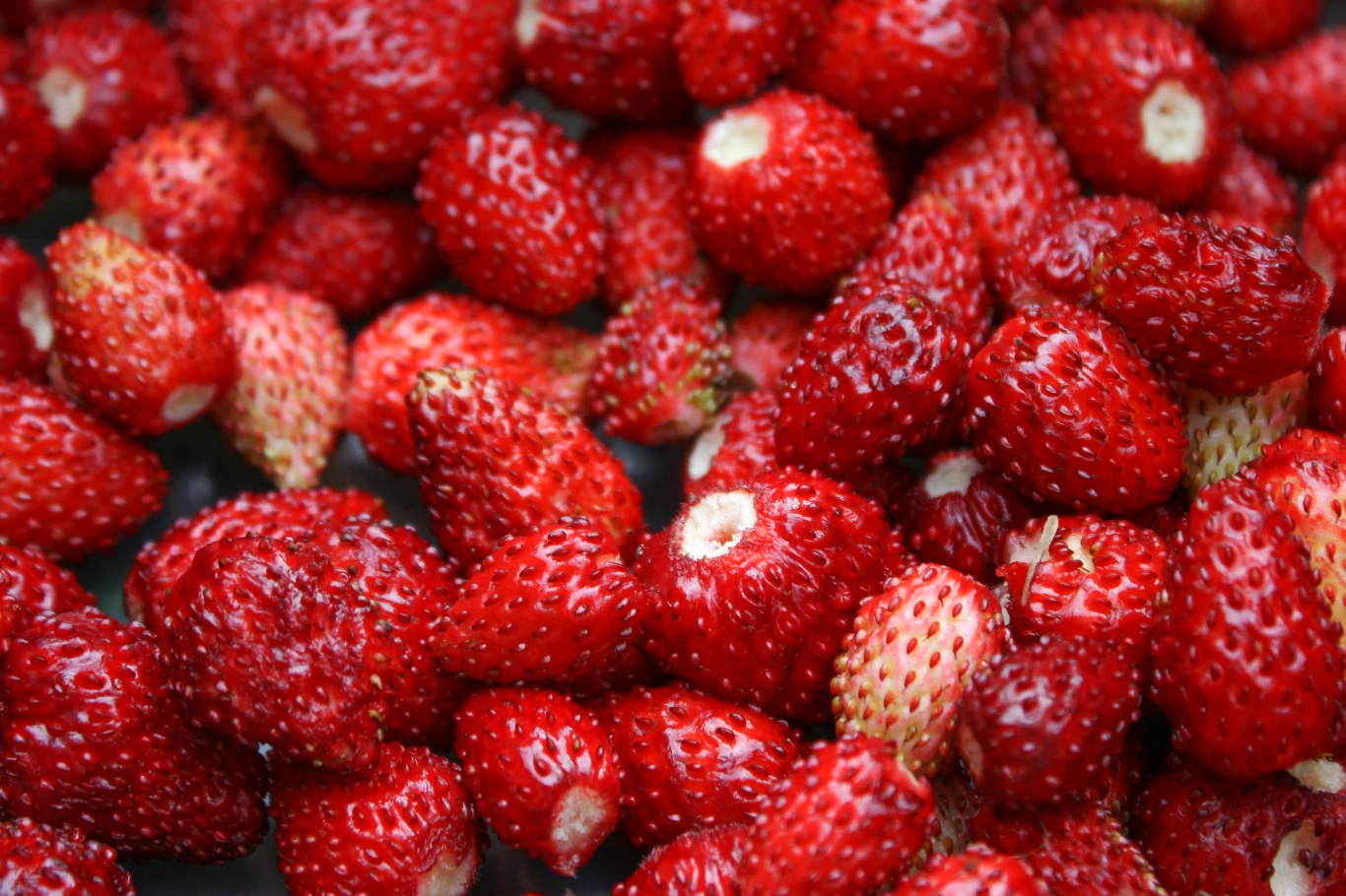 Poziomki są skarbnicą potasu i witaminy C. Warto je jeść chociażby dla zdrowia serca i nerek Poziomki są skarbnicą potasu i witaminy C. Warto je jeść chociażby dla zdrowia serca i nerek