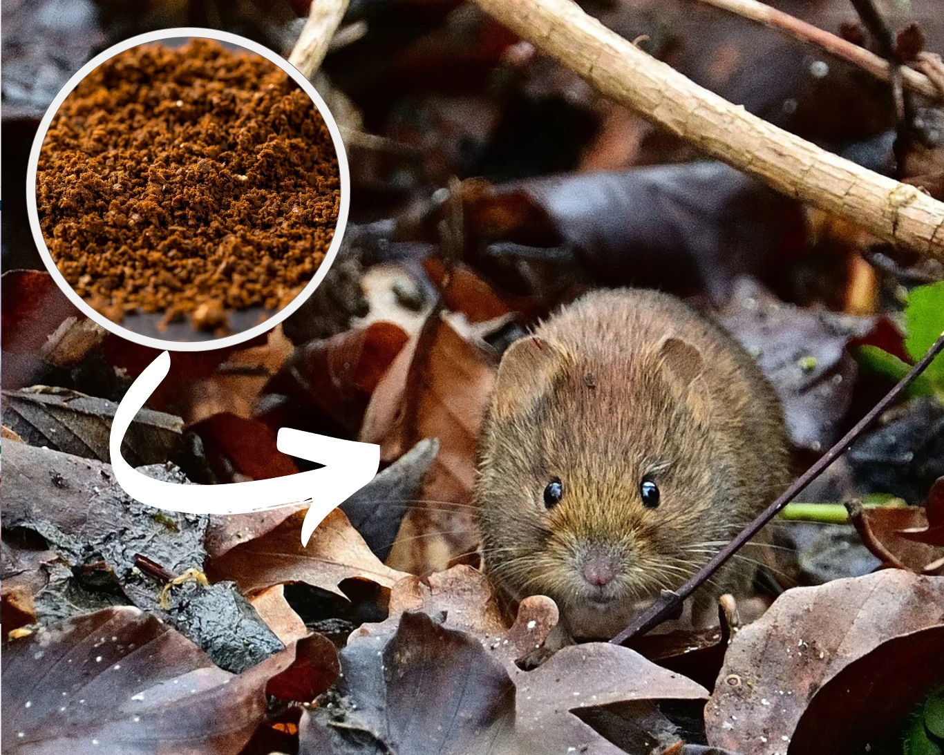 Walka z nornicami może być łatwiejsza niż myślisz. Wystarczy wykorzystać świeżo zmieloną kawę Walka z nornicami może być łatwiejsza niż myślisz. Wystarczy wykorzystać świeżo zmieloną kawę