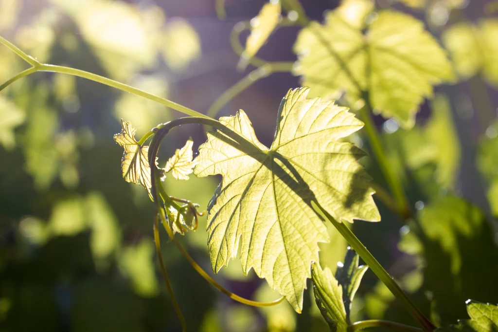 W dojrzałych liściach winogron kryją się liczne witaminy i minerały