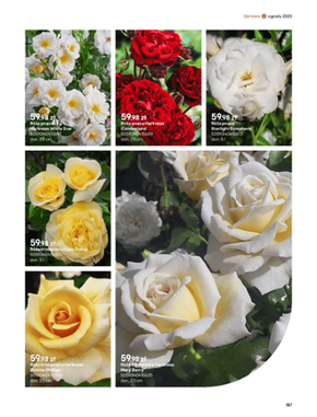 Castorama - katalog ogród 2023