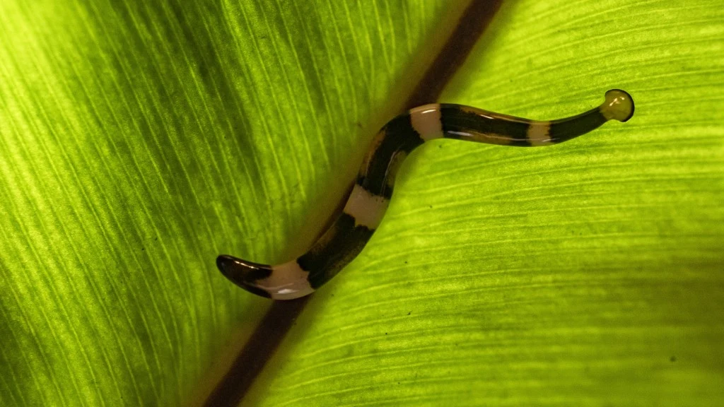 Robak młot na liściu. Ten inwazyjny gatunek może wkrótce opanować Wschodnie Wybrzeże USA Robak młot na liściu. Ten inwazyjny gatunek może wkrótce opanować Wschodnie Wybrzeże USA