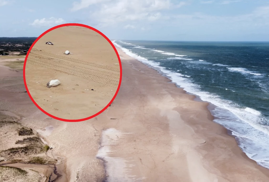 Martwe pingwiny wyrzucone na plażę w Barra Laguna de Rocha w Urugwaju Martwe pingwiny wyrzucone na plażę w Barra Laguna de Rocha w Urugwaju