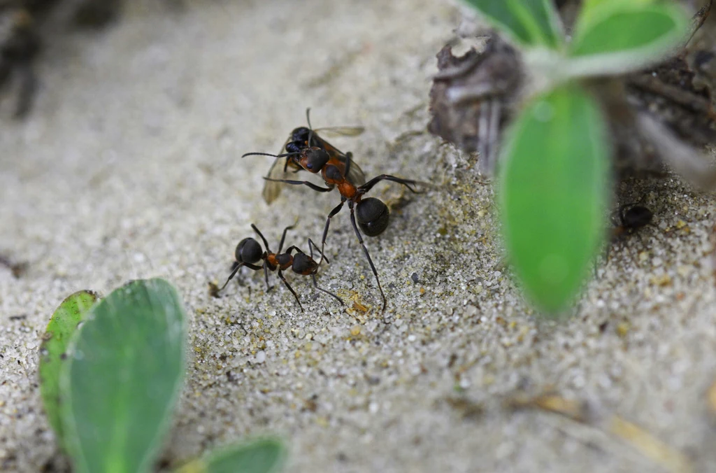 Mrówki są korzystne dla ekosystemu, jednak stanowią problem, gdy znajdziemy ich gniazdo na balkonie.