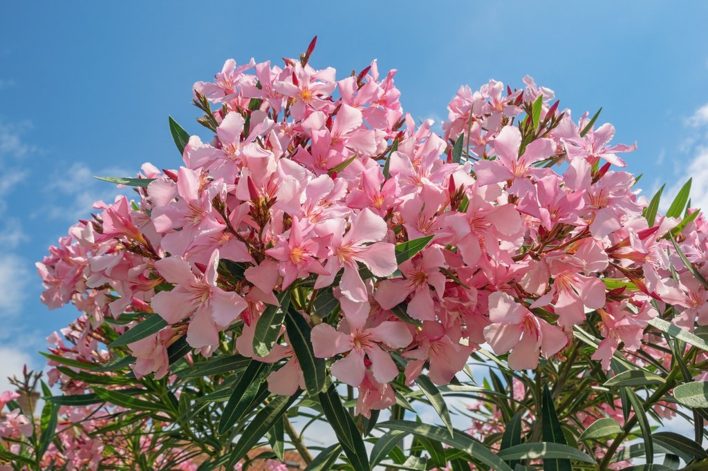 Oleander nie lubi chłodu. Jak go przezimować?