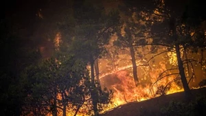 Ekstremalne pożary nękają świat. Płoną nie tylko Rodos i Kalabria 