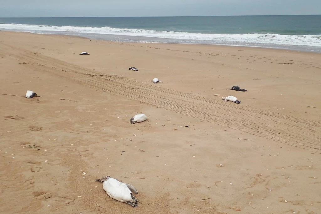 Martwe pingwiny na plaży Barra Laguna de Rocha w Urugwaju. Nie wiadomo, dlaczego zmarły Martwe pingwiny na plaży Barra Laguna de Rocha w Urugwaju. Nie wiadomo, dlaczego zmarły