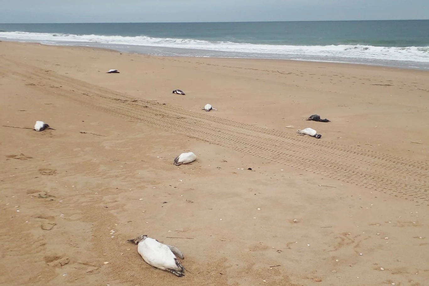 Martwe pingwiny na plaży Barra Laguna de Rocha w Urugwaju. Nie wiadomo, dlaczego zmarły Martwe pingwiny na plaży Barra Laguna de Rocha w Urugwaju. Nie wiadomo, dlaczego zmarły