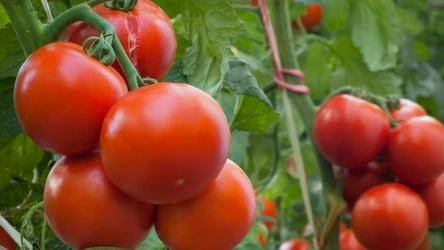 Chcesz zyskać większe i bardziej soczyste plony pomidorów? Prostym rozwiązaniem jest ten naturalny nawóz. 