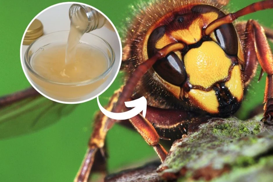 Jaki jest najlepszy domowy sposób na szerszenie? Jaki jest najlepszy domowy sposób na szerszenie?