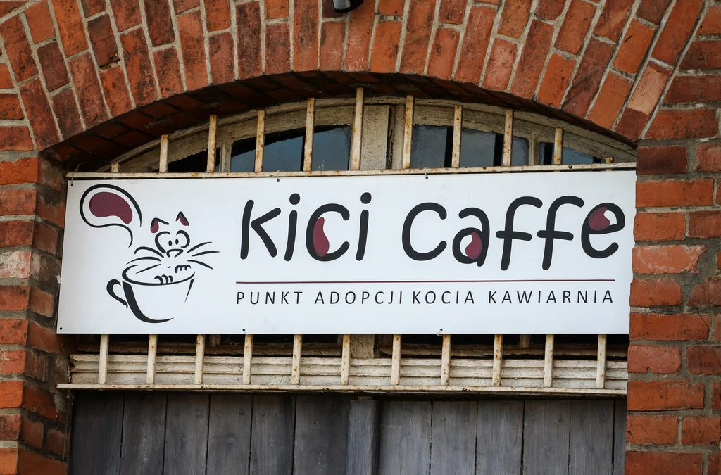 Kocie kawiarnie w Polsce cieszą się dużą popularnością