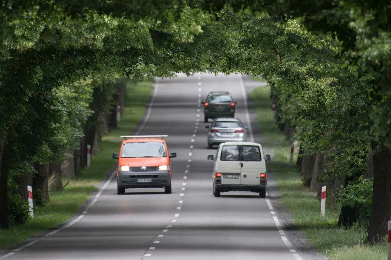 Dorodne drzewa zacieniają drogi latem i obniżają temperaturę przy asfalcie
