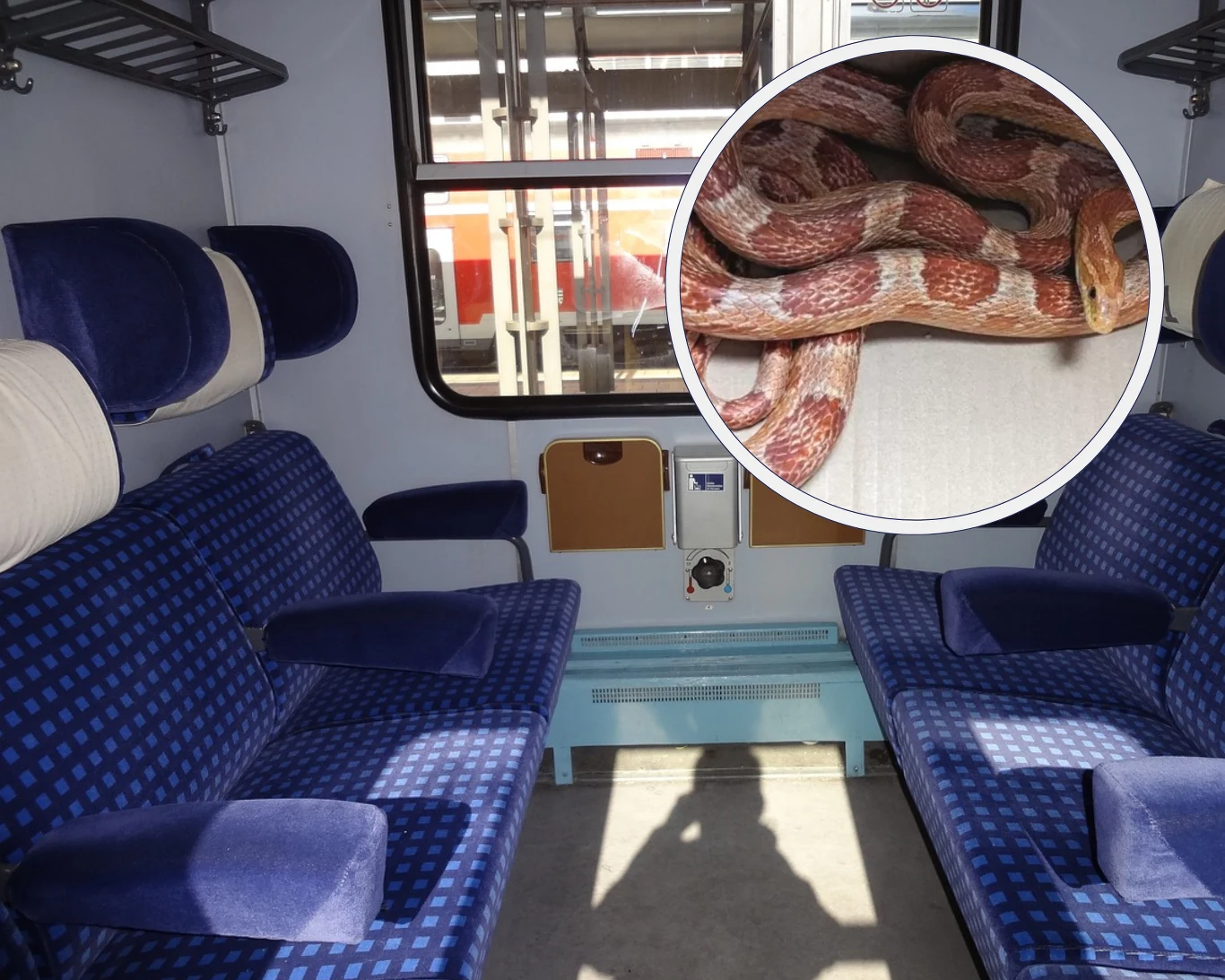 W jednym z pociągów pasażerem na gapę został...wąż