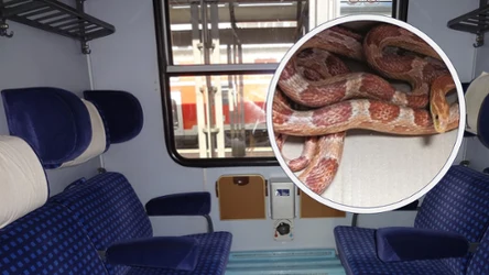 W jednym z pociągów pasażerem na gapę został...wąż