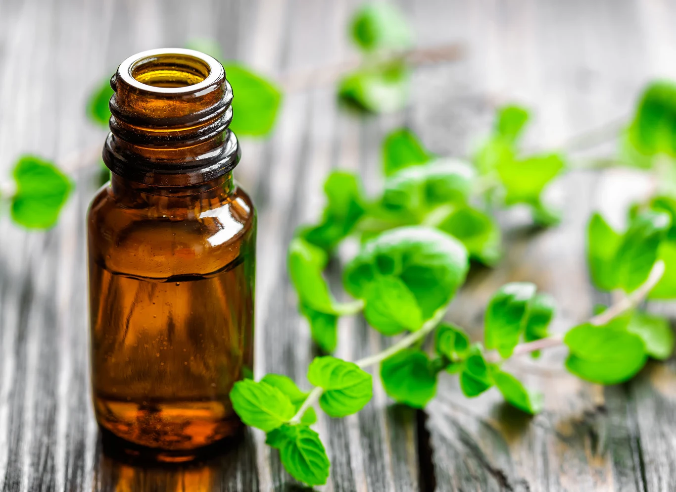 Olejek z mięty pieprzowej jest produktem o wielu cennych zastosowaniach. Jego piękny zapach jest nie do zniesienia dla pająków