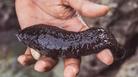 Ogórki morskie są cenionym przysmakiem w kuchni azjatyckiej