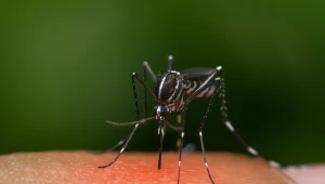 Domowe sposoby na skuteczne pozbycie się komarów 