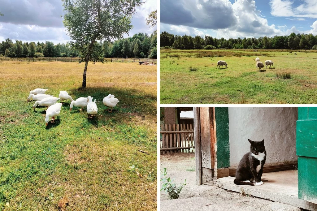 Na terenie Muzeum w Klukach znajdują się zwierzęta - owce, konie oraz gęsi