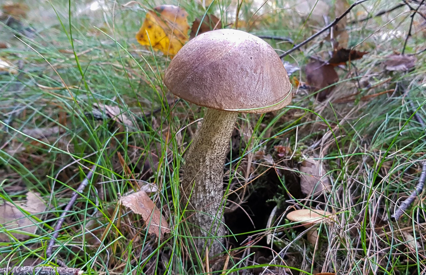 Koźlarze są obecnie dość często spotykane w woj. warmińsko-mazurskim, pomorskim oraz lubelskim